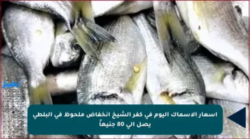 أسعار الأسماك اليوم في كفر الشيخ انخفاض ملحوظ في البلطى يصل إلى 80 جنيهاً
